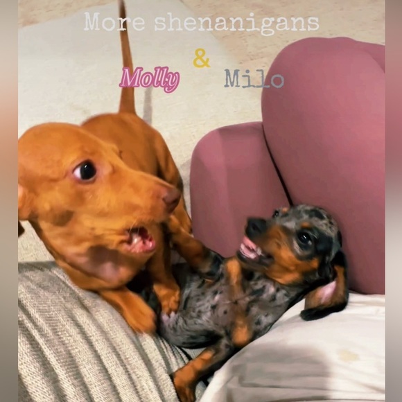 NEW Doxie-Rex T - Picture 6 of 12